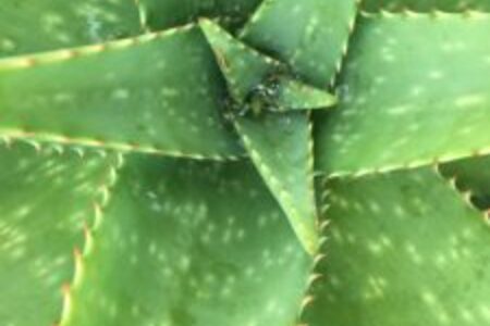 Choosing Natural Ingredients to Intensify Skin Beauty